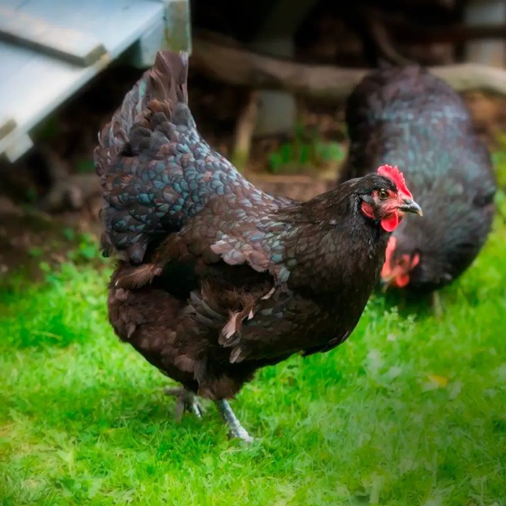 Black Australorp Chicks