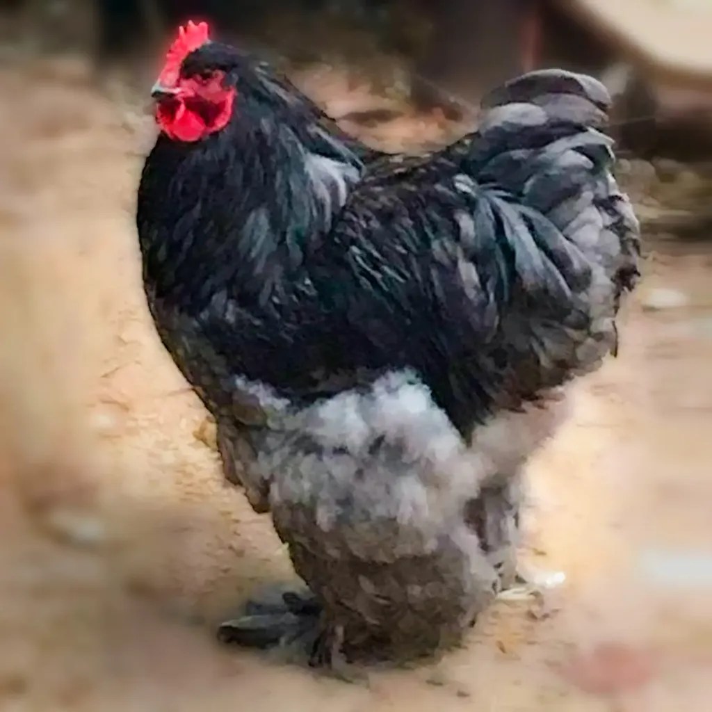 Blue Cochin Standard Chicks