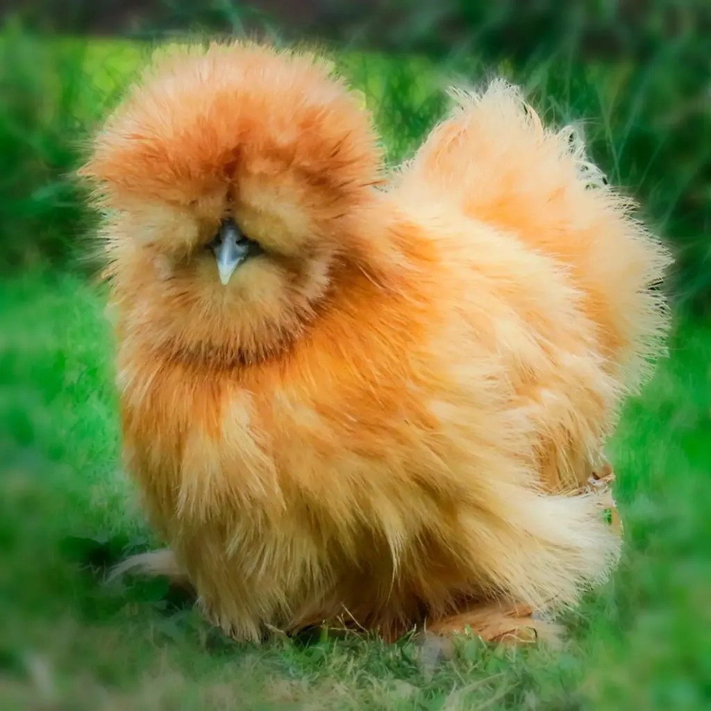 Buff Silkie Bantam Chicks