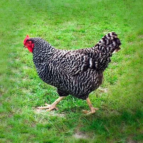 Dominique Chicks