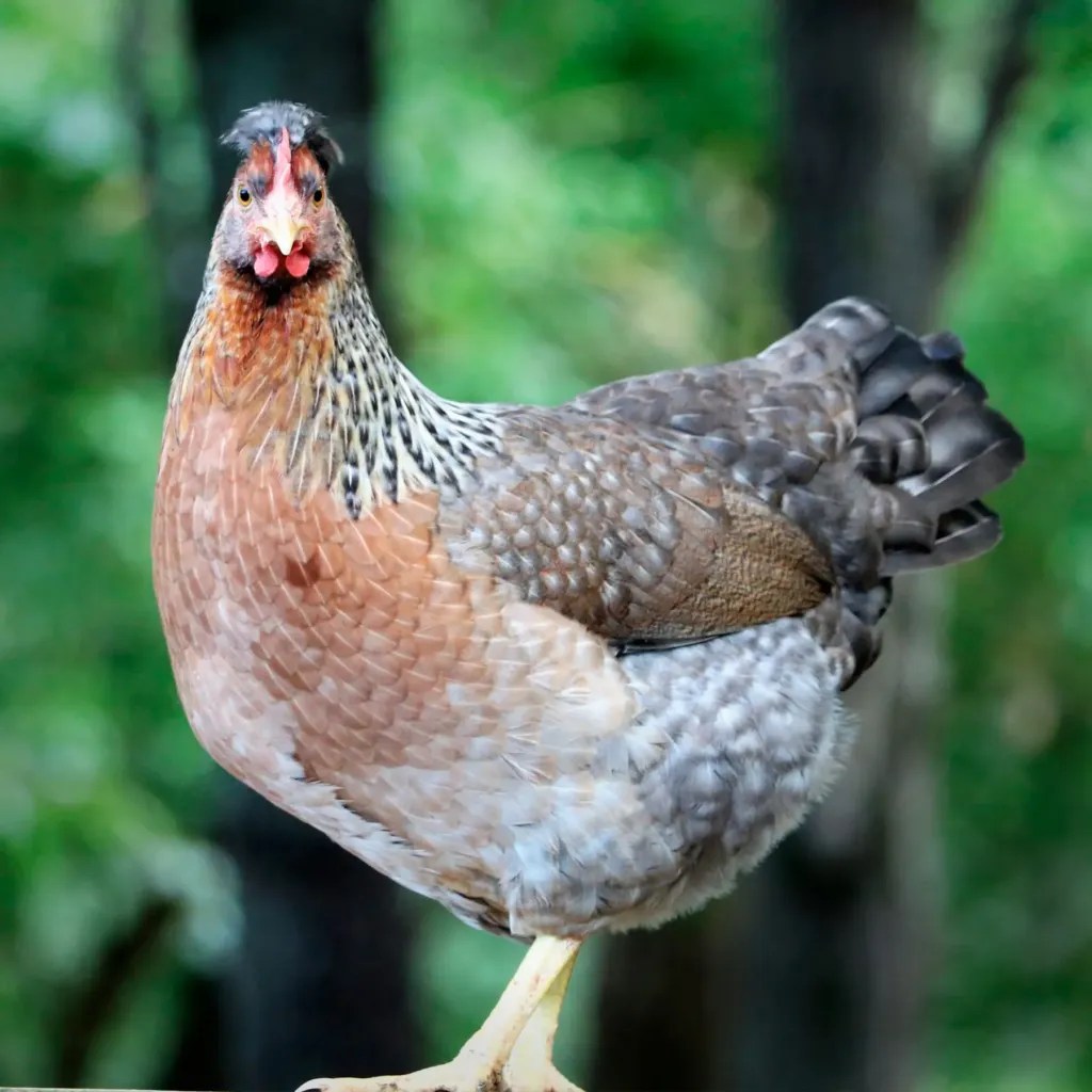 Olive Egger Chicks