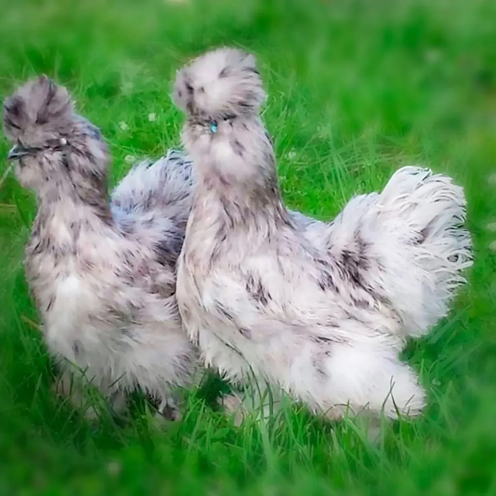 Splash Silkie Bantam Chicks