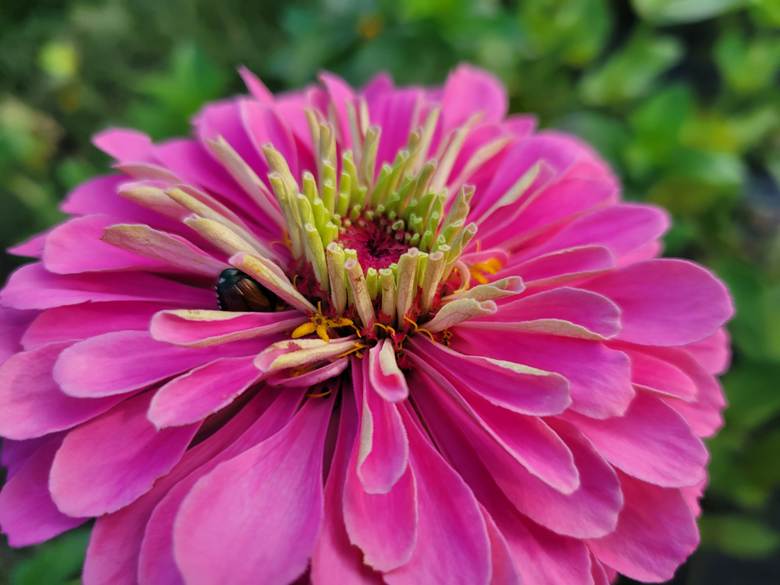 pink zinnia with a bee sleeping between the petals