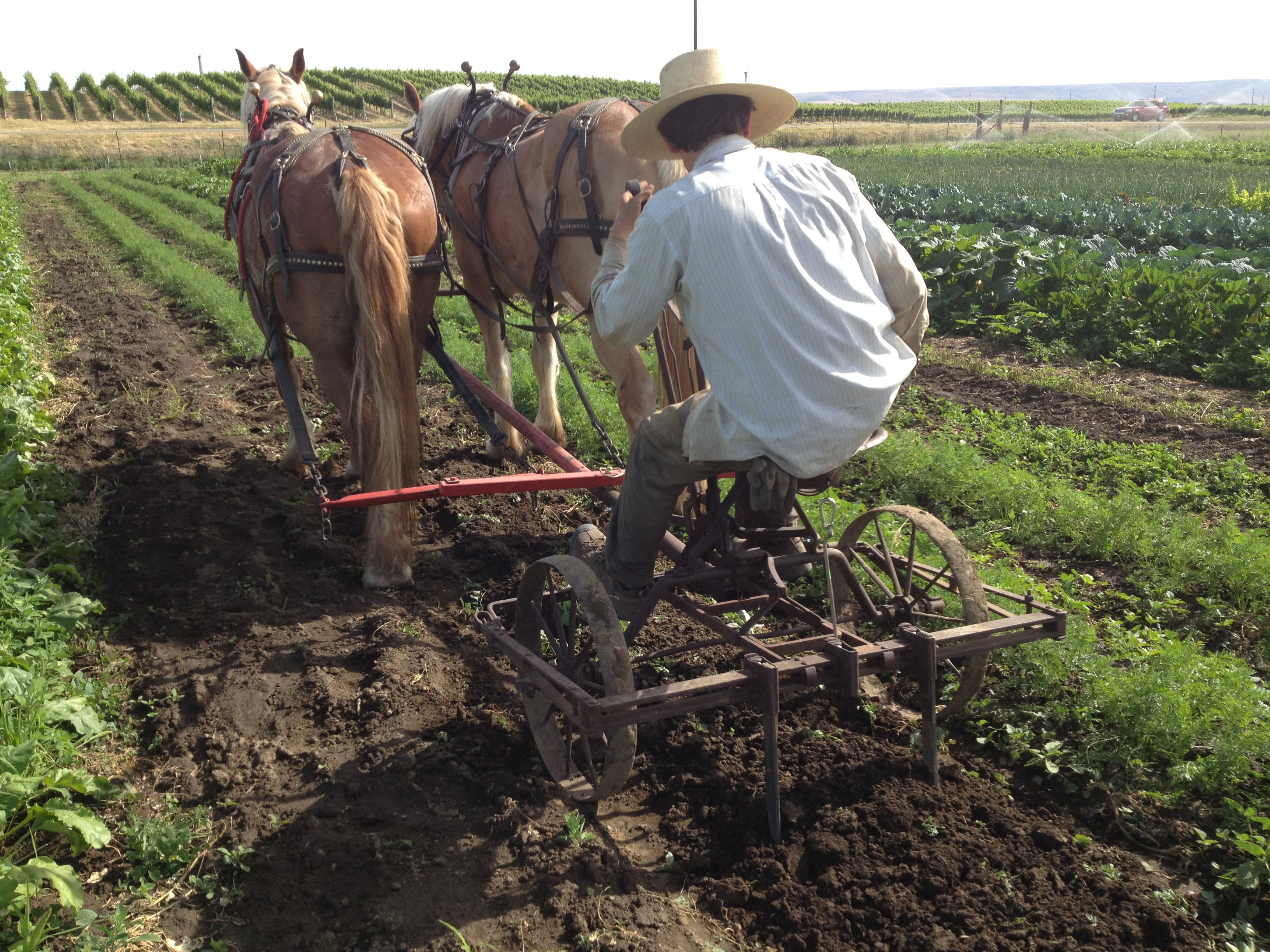 Horsedrawn root digger
