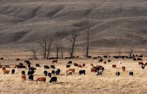 British Columbia Century Farm focuses on protection and quality of their herd