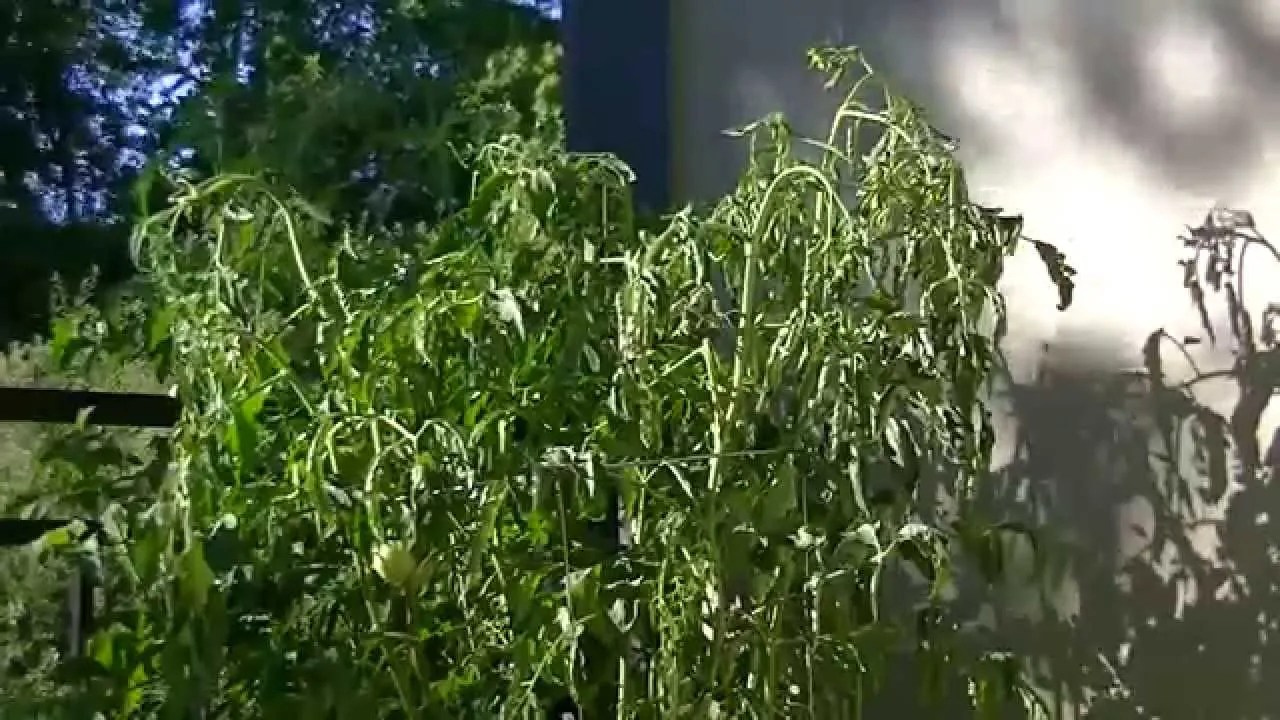 How to save and revive wilted tomato plants