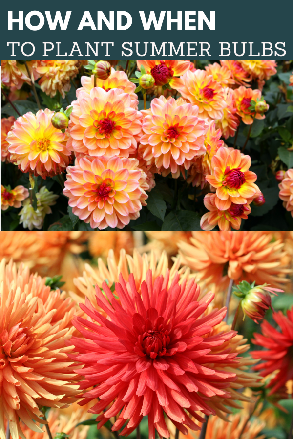 As Winter begins to give way to Spring and the early season bulbs begin peaking at you through the mulch, now is a good time to begin preparing for those spring gardening tasks that reward you with vibrant colors, fragrances, sights and sounds of pollinators.