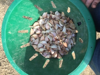 November's garlic harvest.