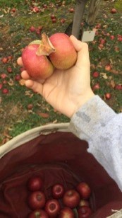 Apples fresh from the tree.