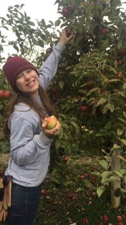 Apple harvesting at the farm's orchard.