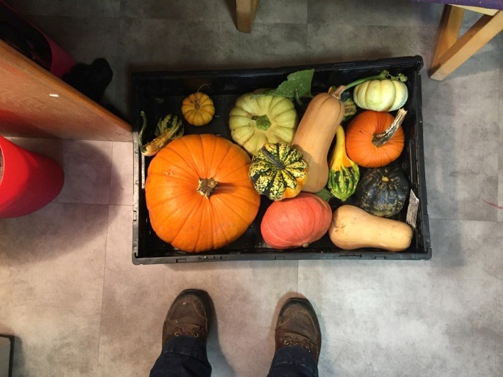 Colorful cucurbit family haul.