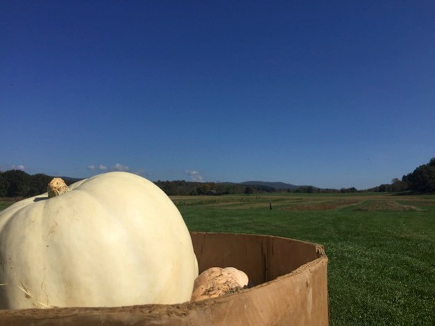 A sunny day for squash harvesting.