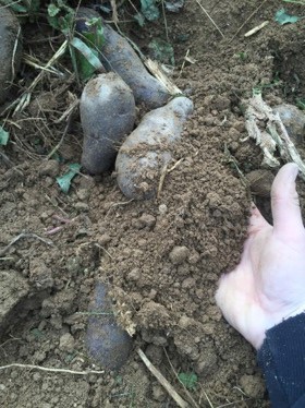 Potato harvesting.