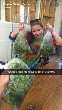 Extra cilantro harvested from the farm.