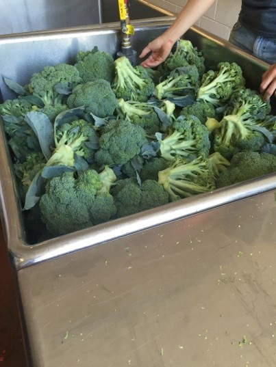 Broccoli being washed and processed.