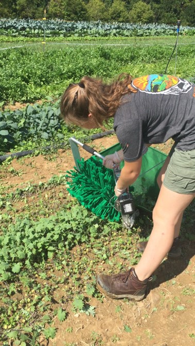 Students using the lettuce harvester; "a true innovation in green-harvesting technology!"