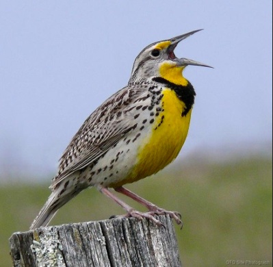 Meadowlark