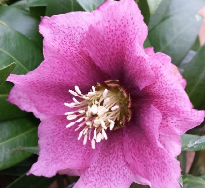 Helleborus lovely dark pink clematis flowered