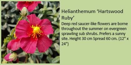 hartswood ruby