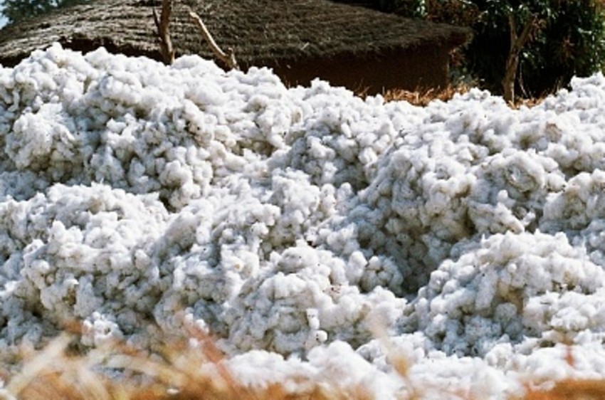 coton_mali_0