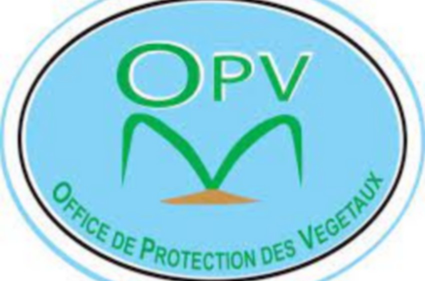 OPV