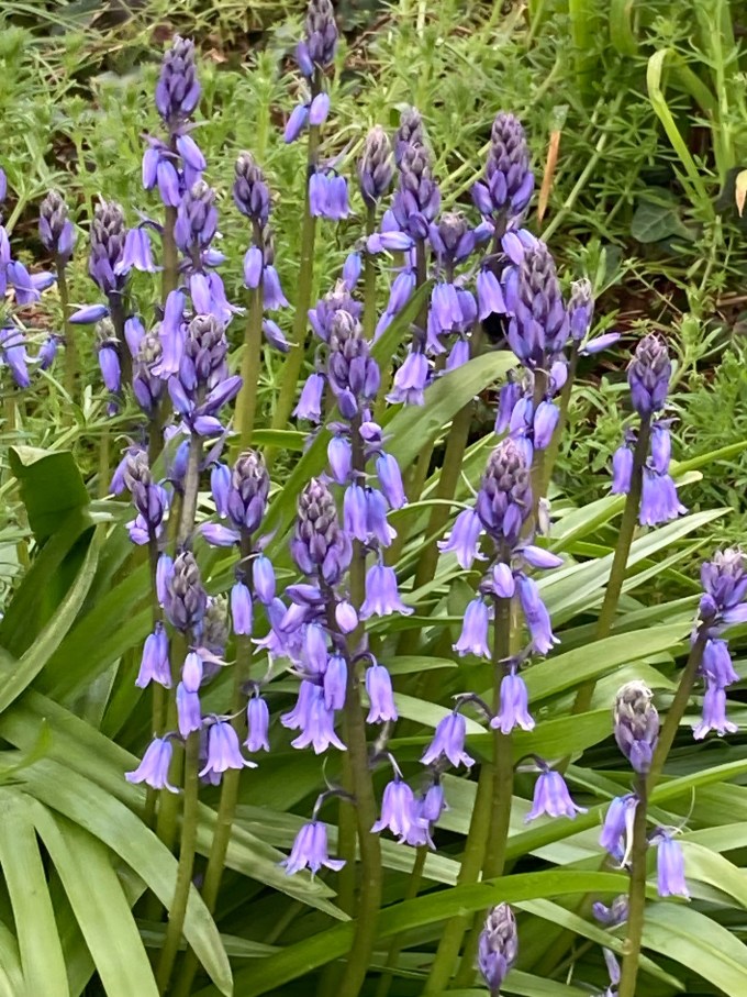 Spanish bluebells.