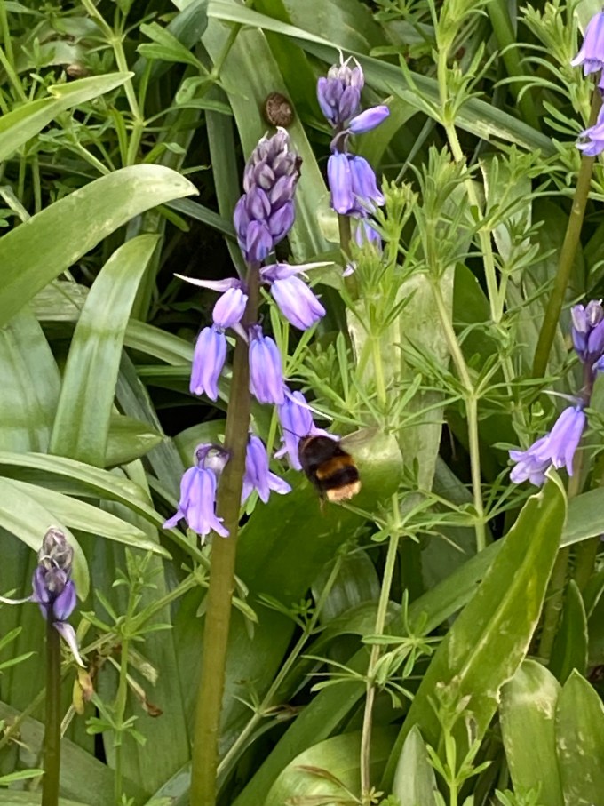 A bumblebee by a Spanish bluebell.