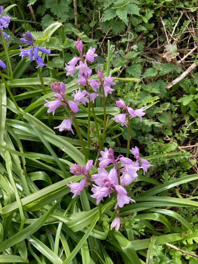 Pink Spanish bluebells.