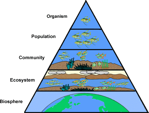 ○ there is smaller than a cell that is living. Sev1 Investigate The Flow Of Energy And Cycling Of Matter Within An Ecosystem Father Son Innovations