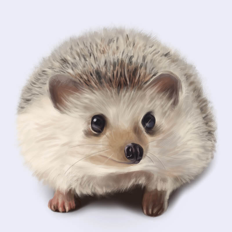 Porcupine hedgehog illustration
