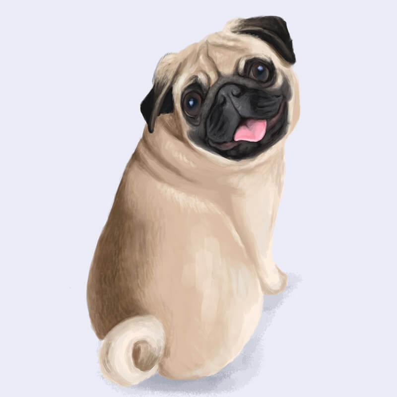Pug illustration