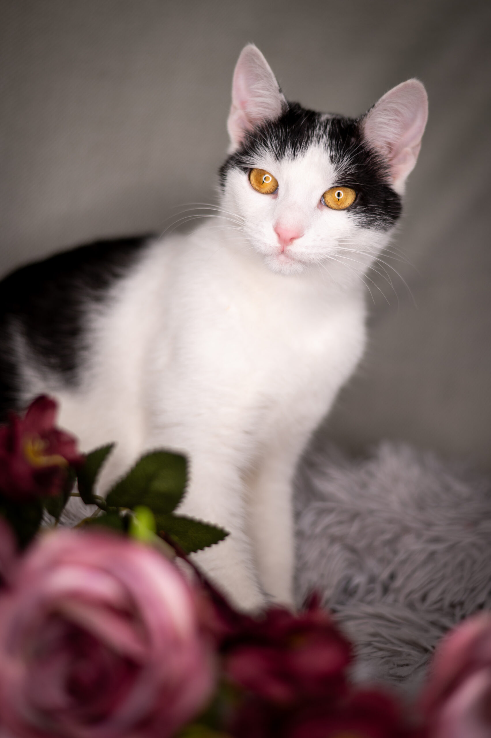 Dżana