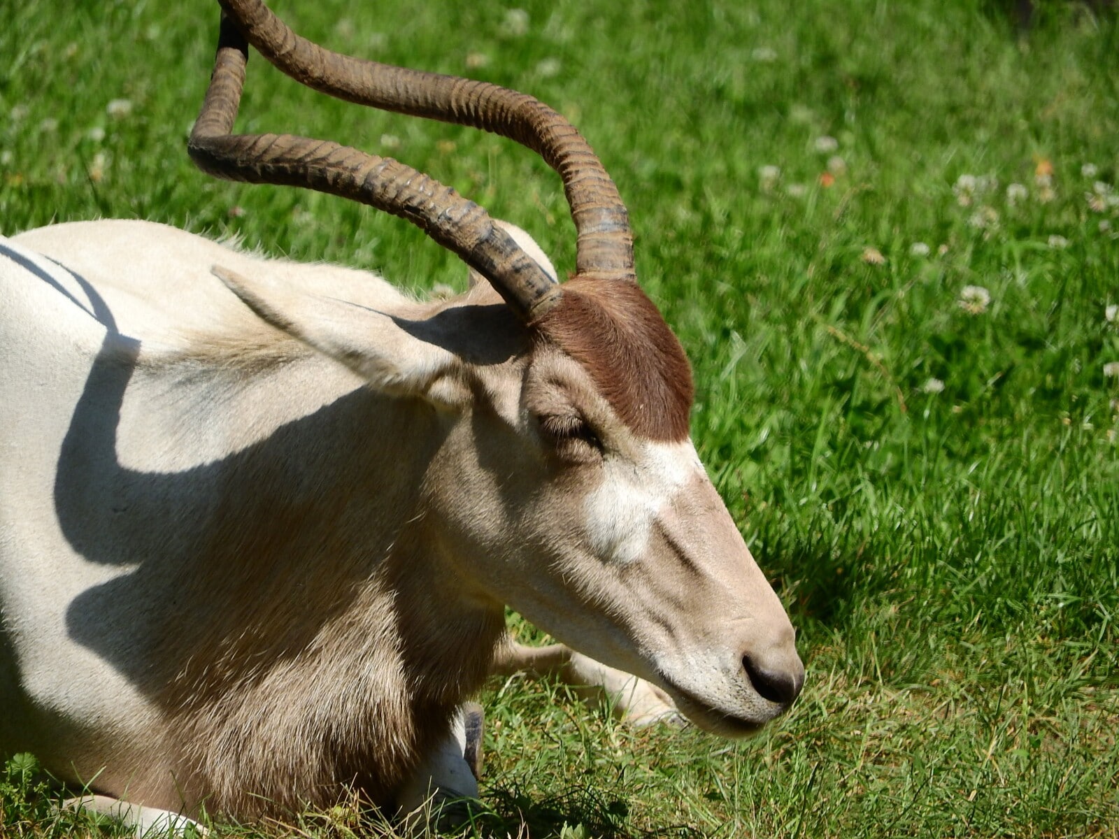 35 examples of animals with horns (a to z list & pictures)