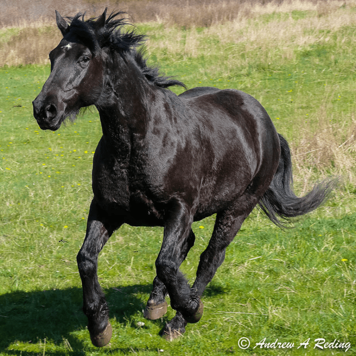 Horse agistment near me