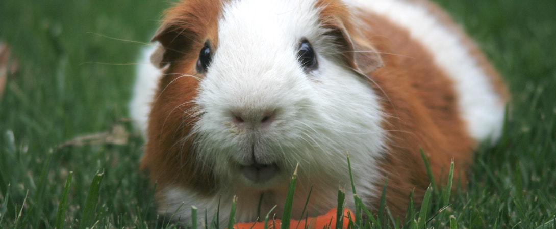Guinea Pig - Popcorn And Wheek British Guinea Pigs Are Doing Well Faunalytics
