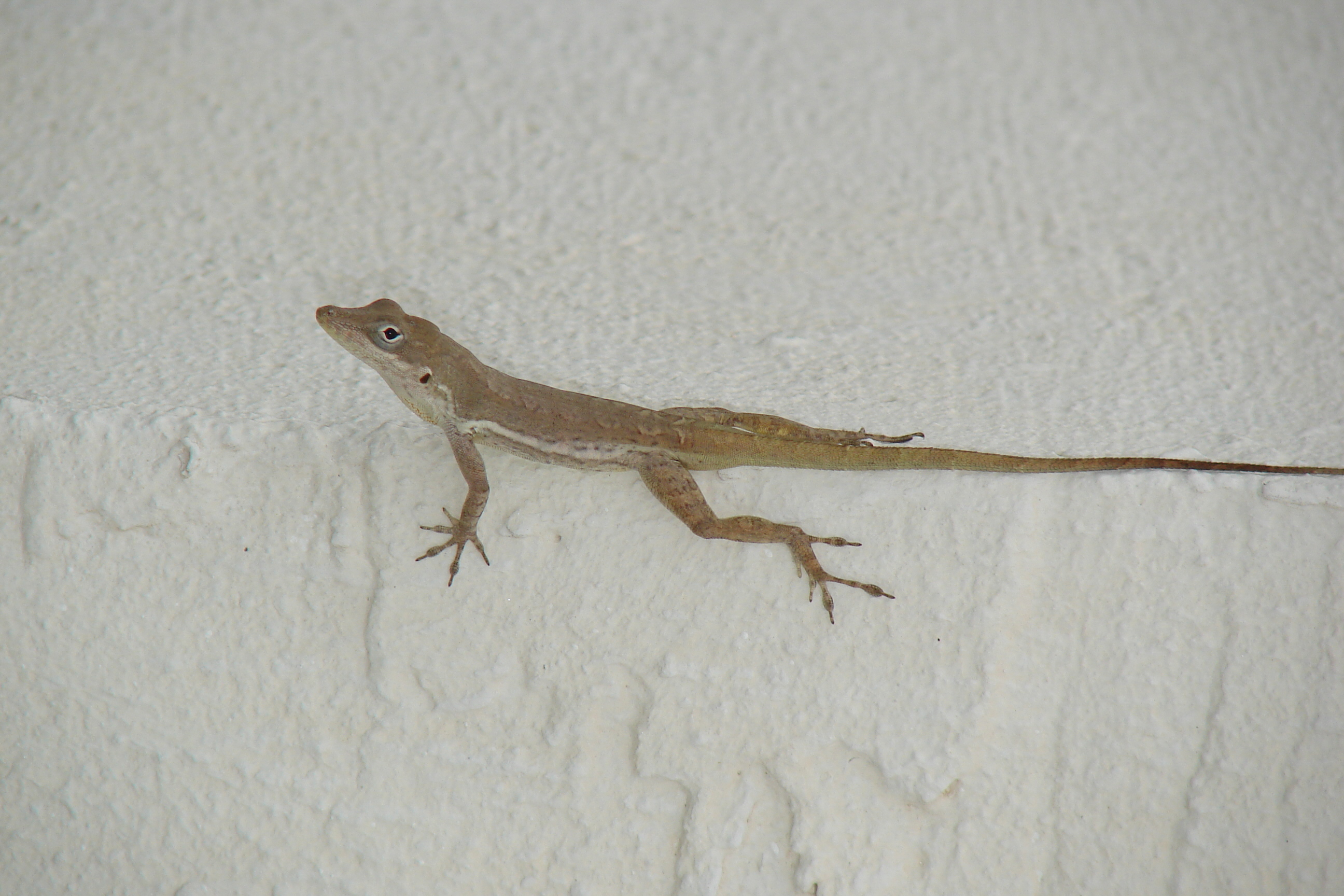 Iguana - Anguilla