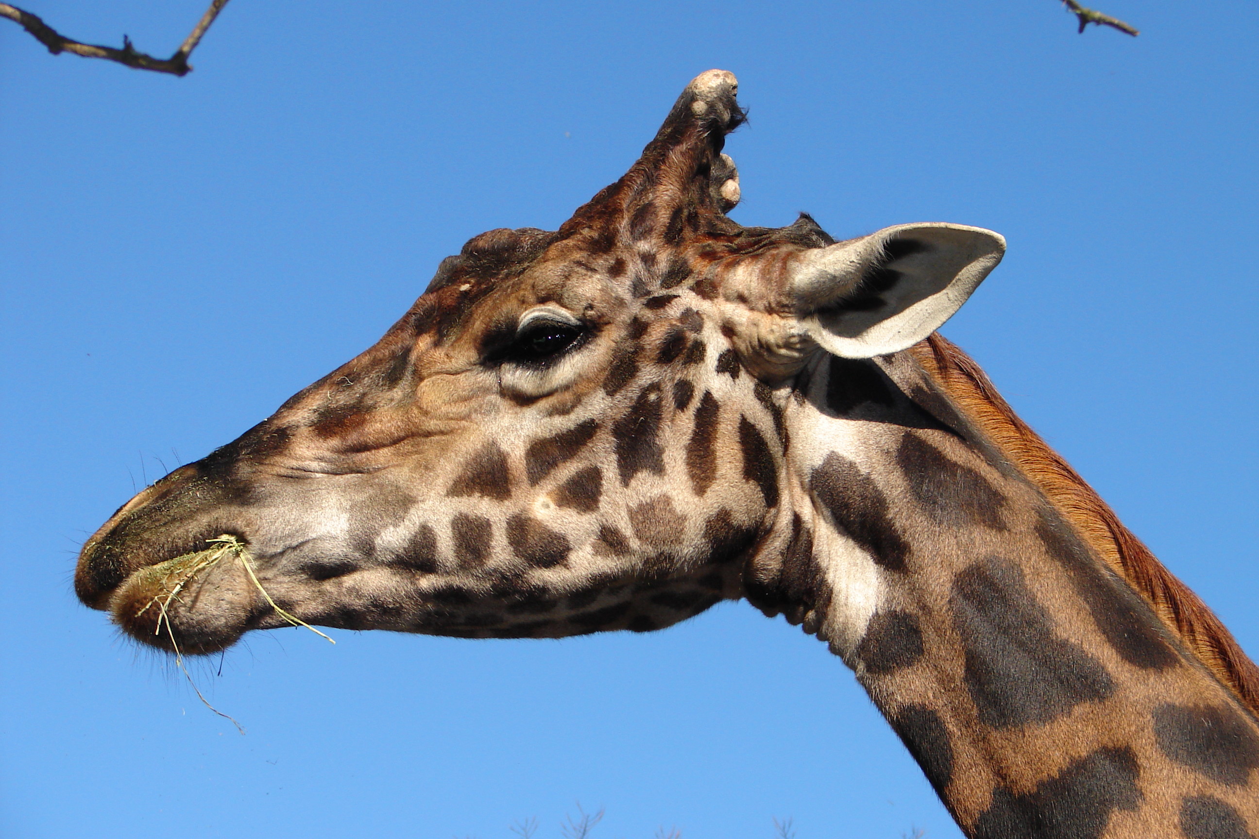Giraffe - Zoo - Providence RI