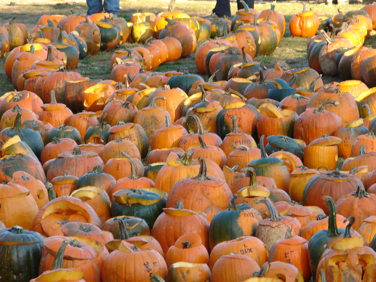 Boston MA - Life Is Good Pumpkin Festival
