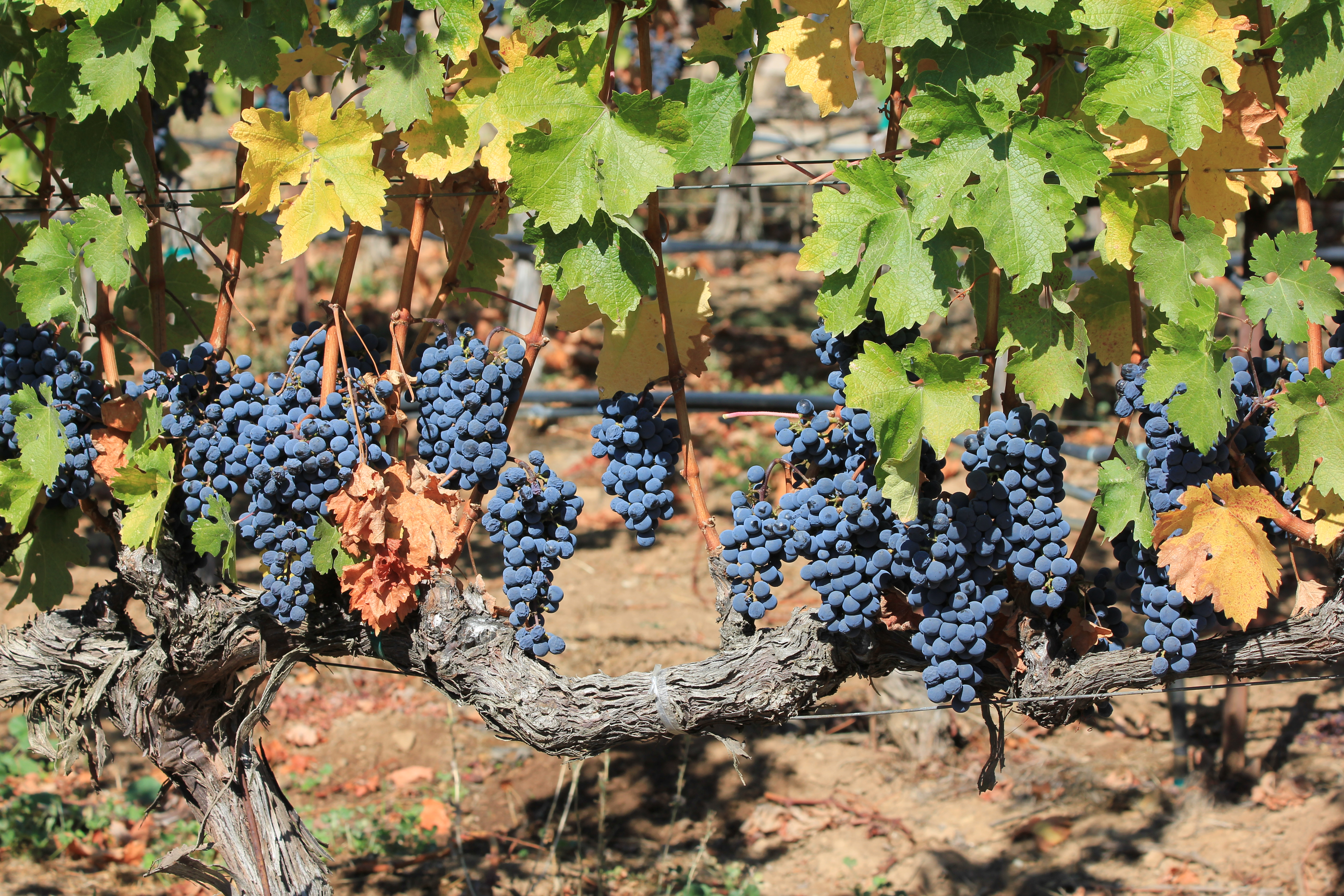 Angwin CA - O'Shaughnessy Winery