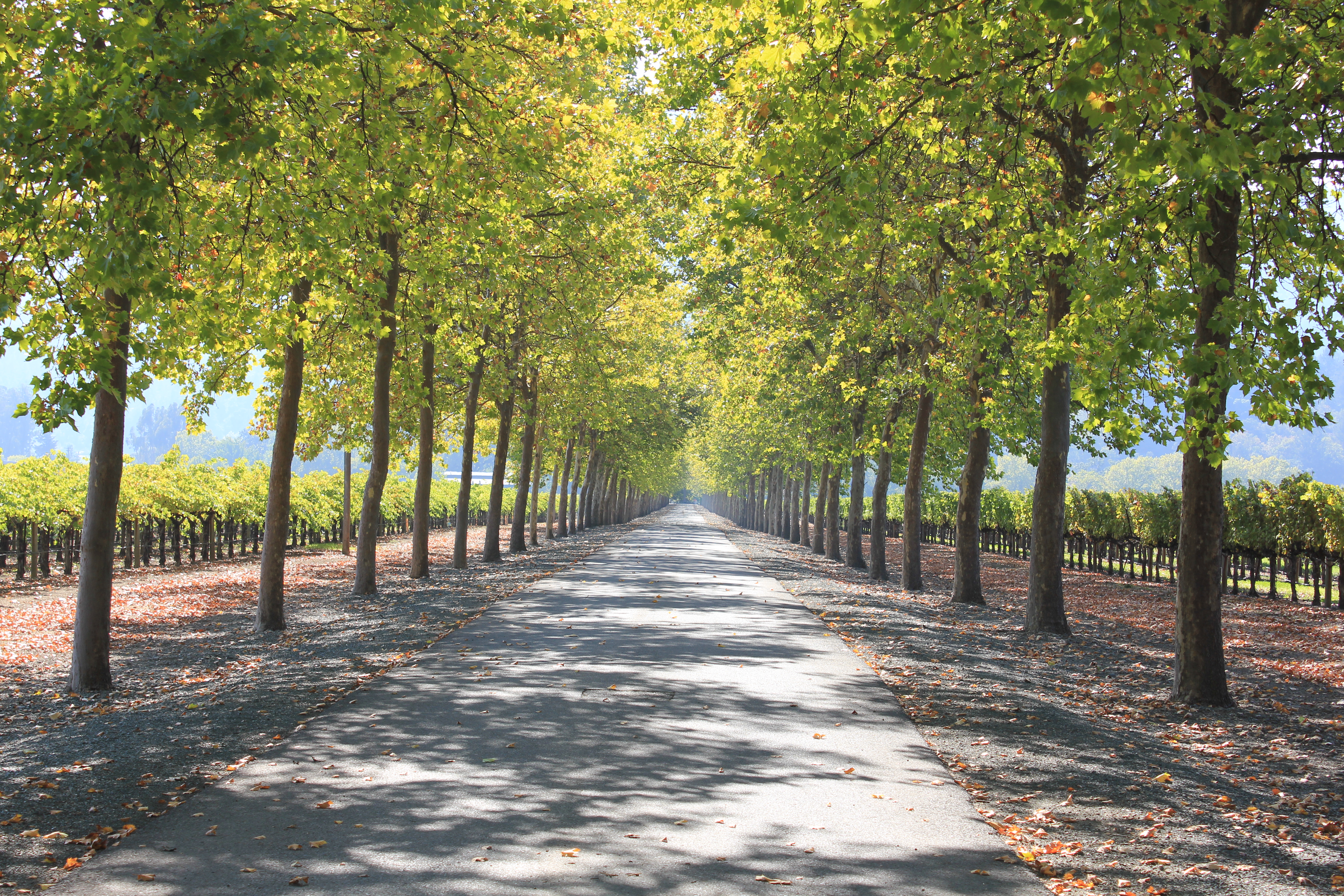 Napa Valley CA