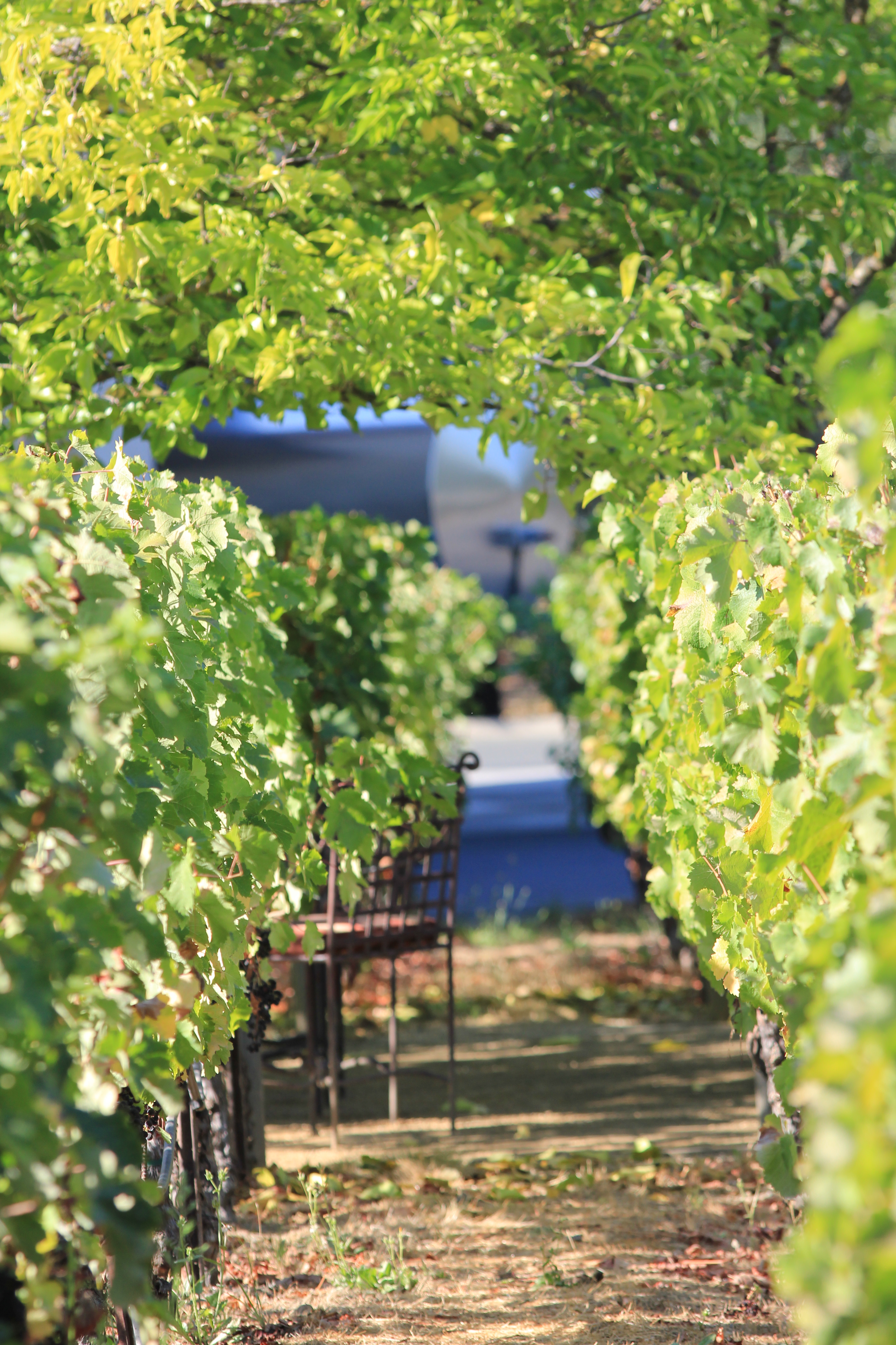Napa Valley CA