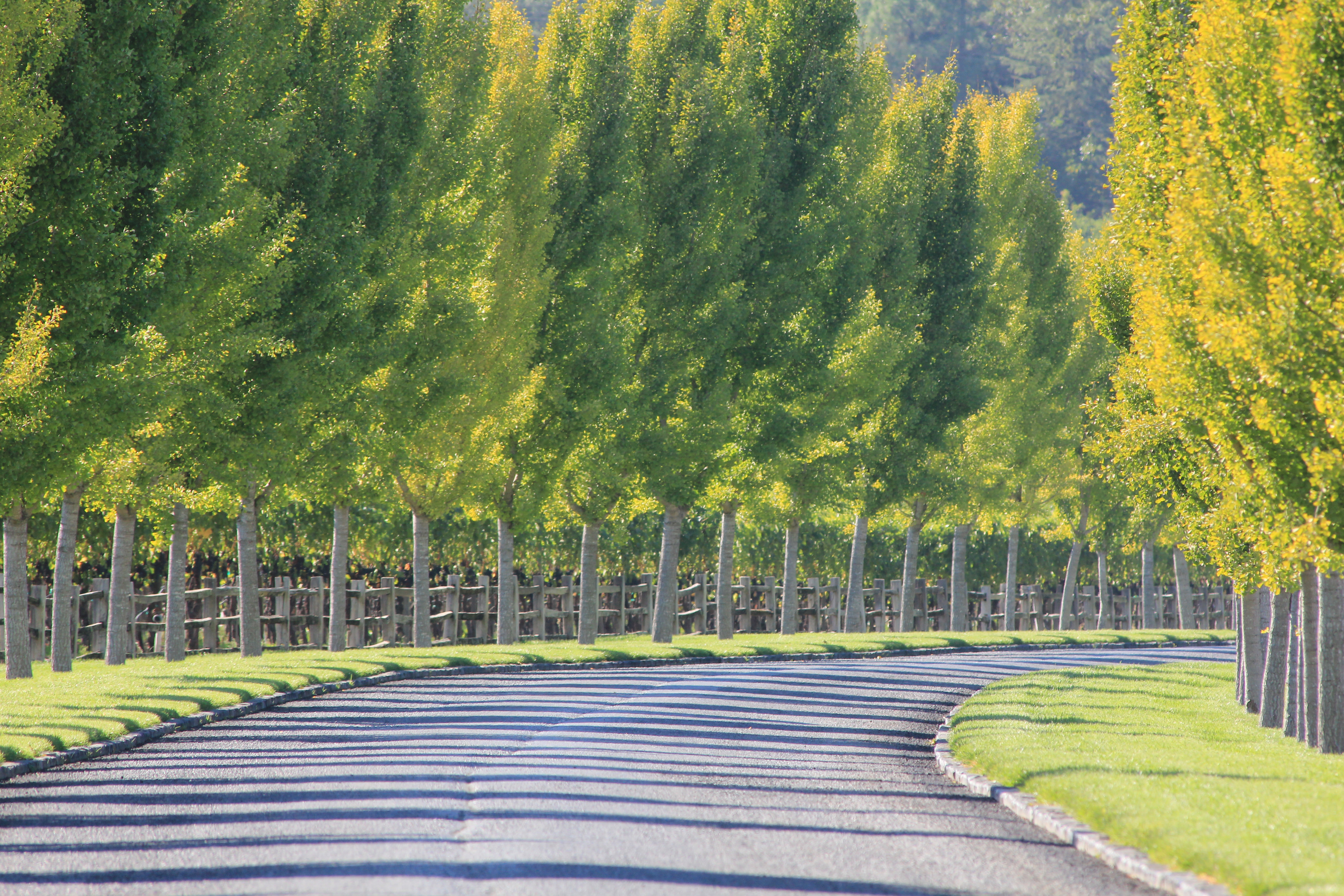 Napa Valley CA
