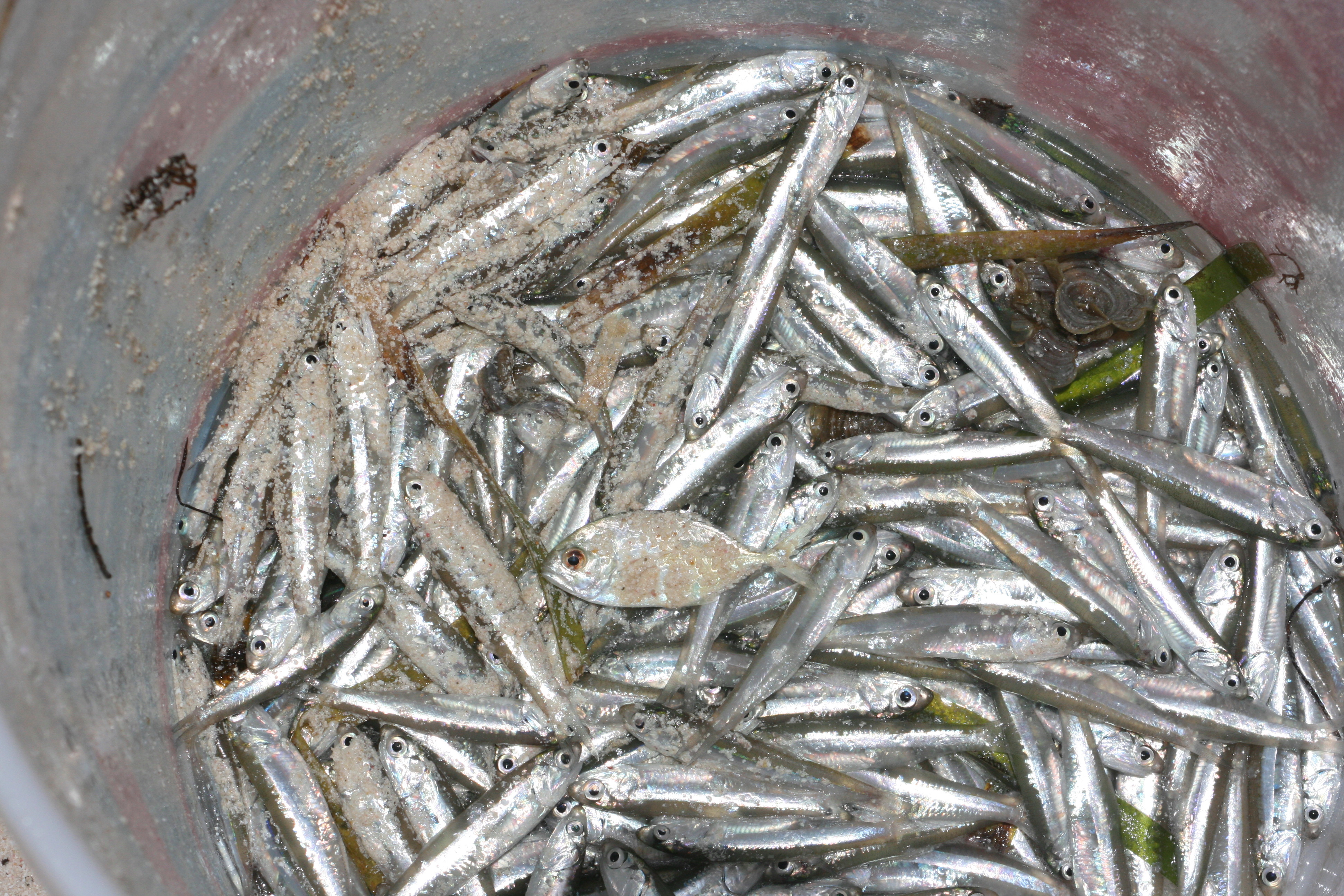 Fish caught - Anguilla