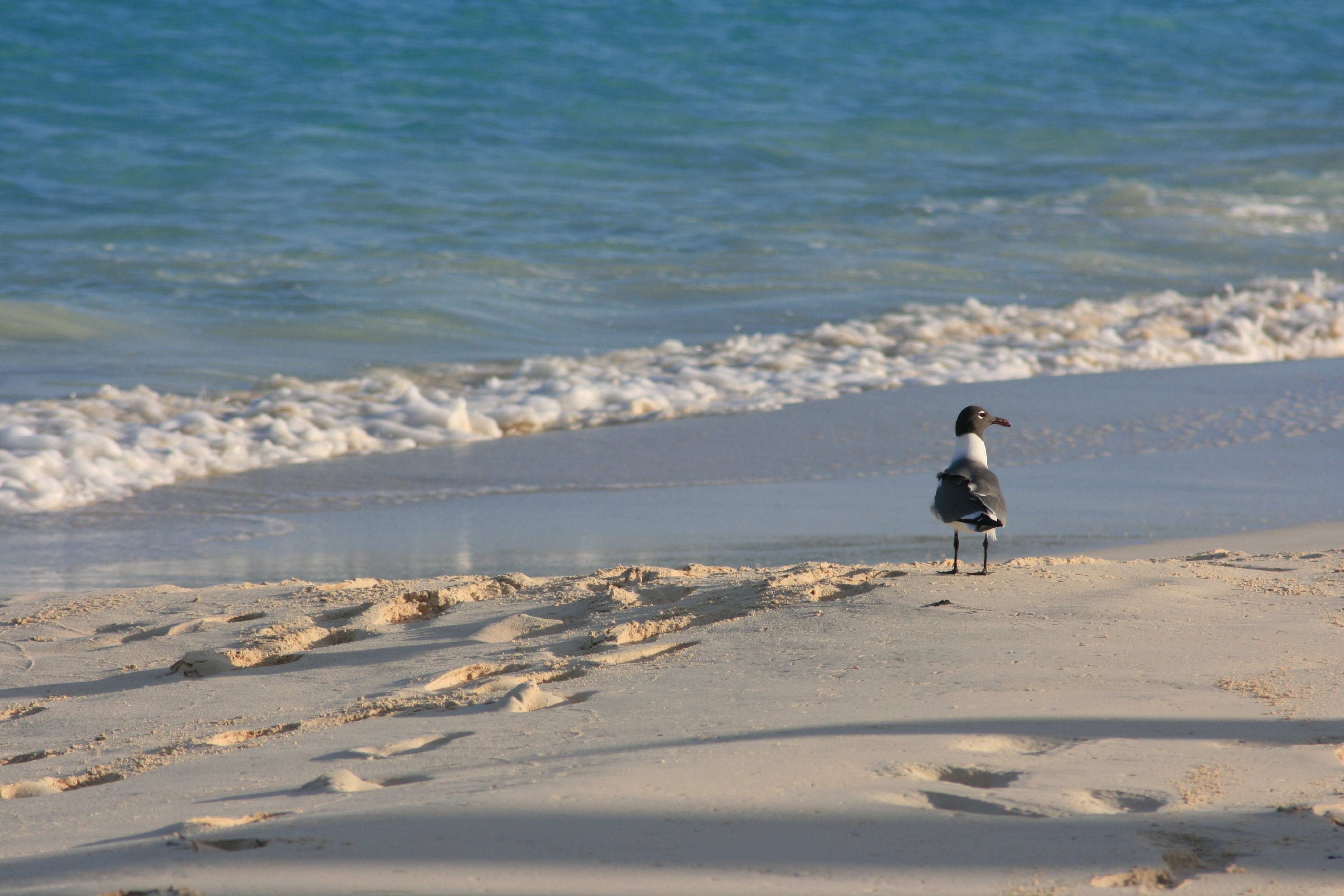 Bird - Anguilla