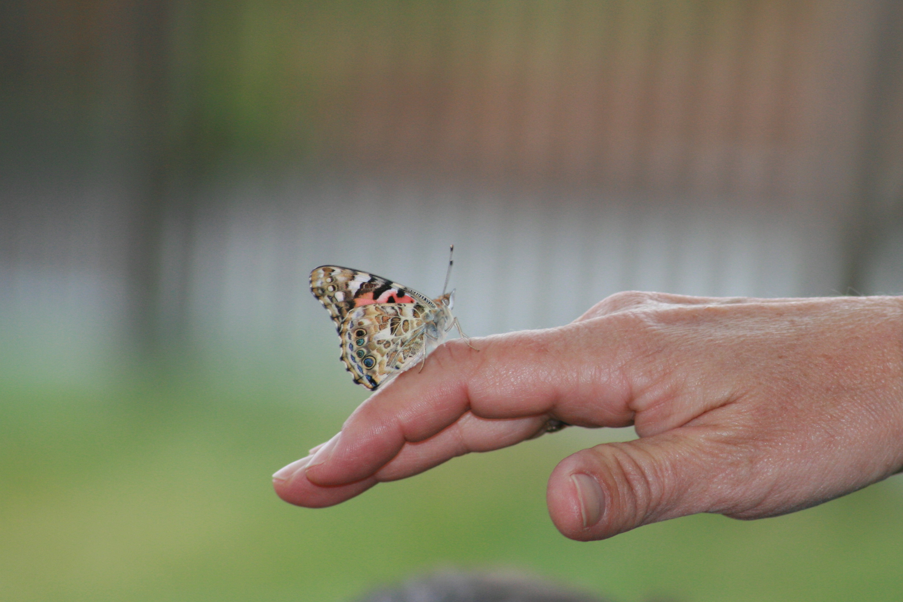 Butterfly - Scituate MA