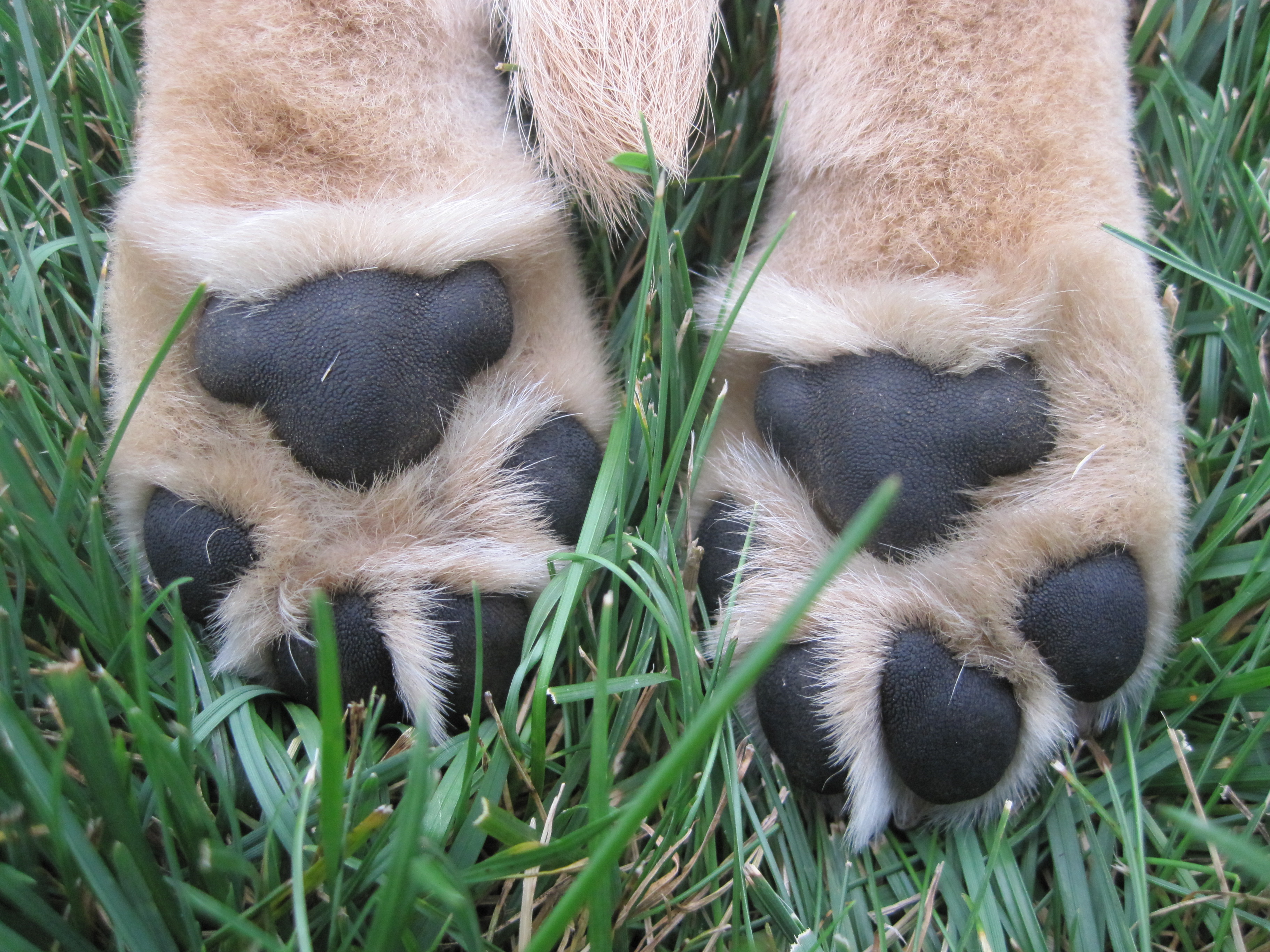 Yellow Labrador puppy paws - Norwell MA