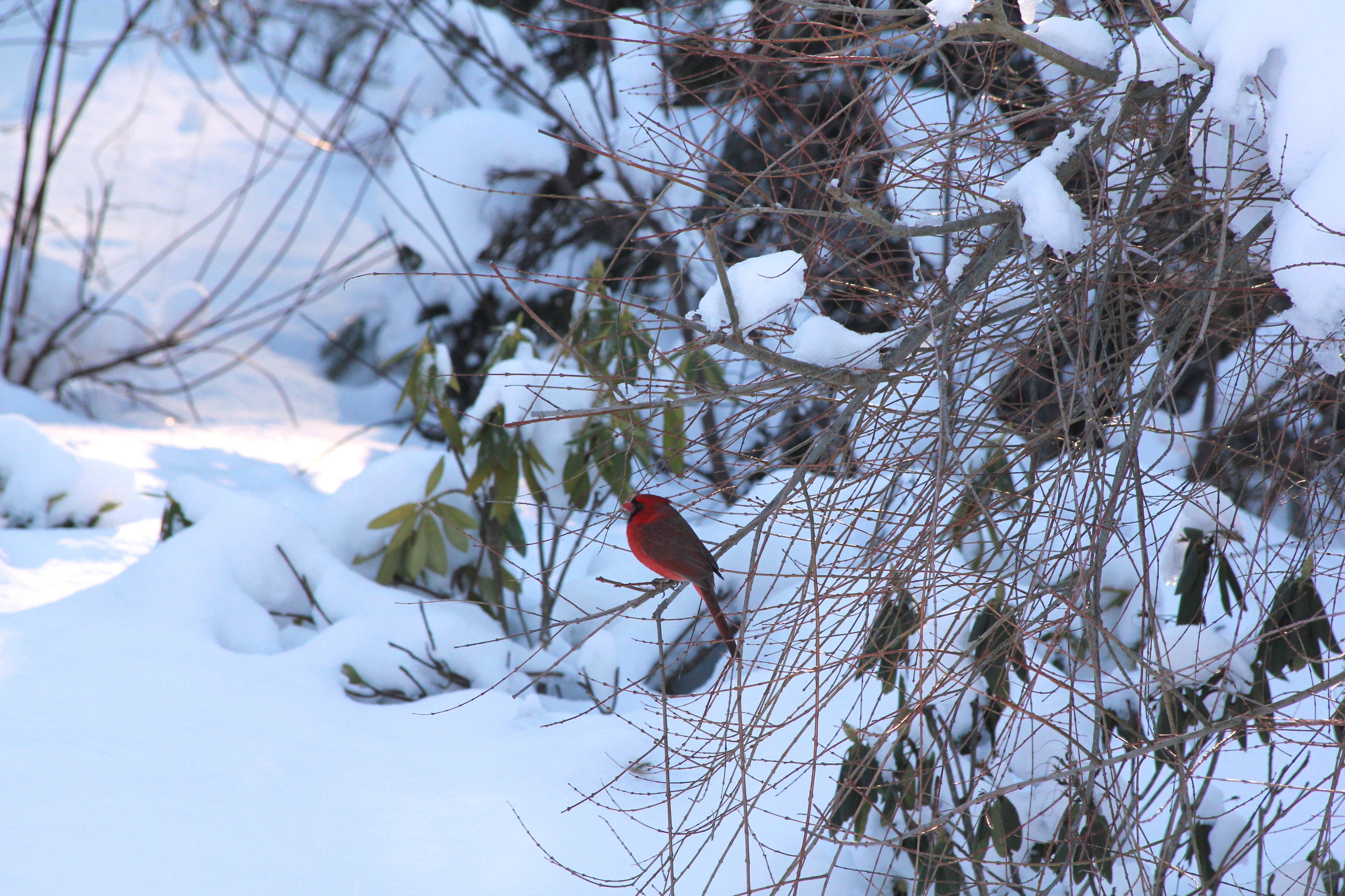 Backyard Bird - Norwell