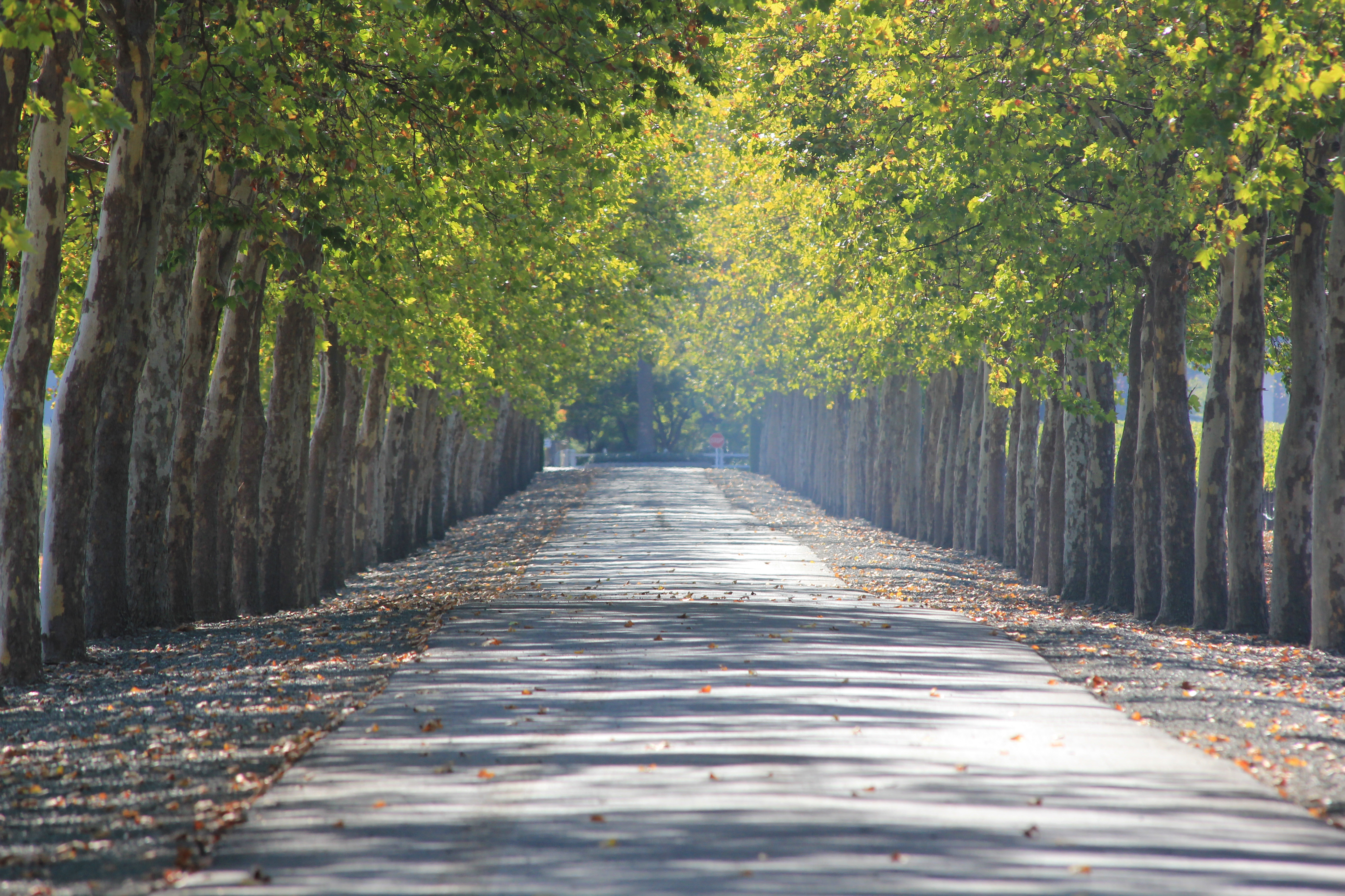 Napa Valley CA