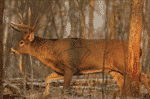 Birchwood Casey B/C TARGET EZE-SCORER 23"X35"