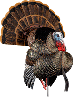 Avian X AVIAN X HDR STRUTTER DECOY